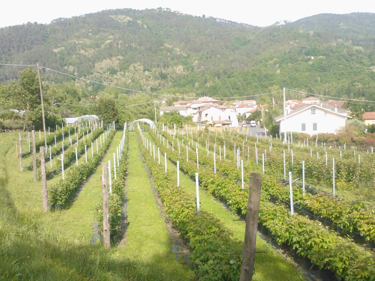 Agriturismo Tenuta Valletti. Sesta Godano Exteriér fotografie